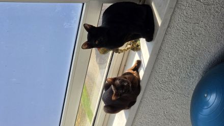 Bombay katzen Brüder