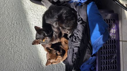Bombay katzen Brüder