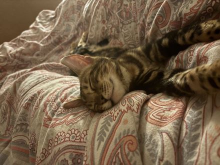 Reinrassiger Bengal Kater sucht ein neues Zuhause