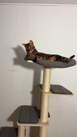 Reinrassiger Bengal Kater sucht ein neues Zuhause