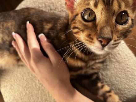 Reinrassiger Bengal Kater sucht ein neues Zuhause
