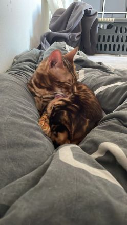 Reinrassiger Bengal Kater sucht ein neues Zuhause