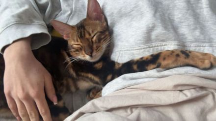 Reinrassiger Bengal Kater sucht ein neues Zuhause