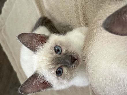 Siamkitten