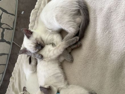 Siamkitten