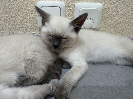 Siamkitten