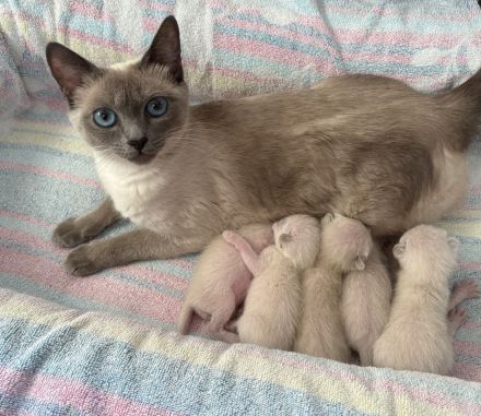 Siam Kitten Reinrassig