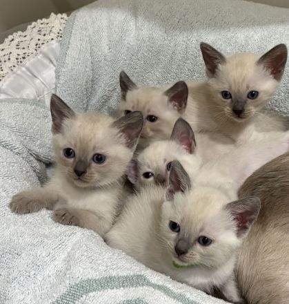 Siam Kitten Reinrassig