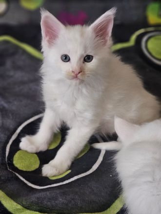 Wunderschöne Mainecoon kitten xxl