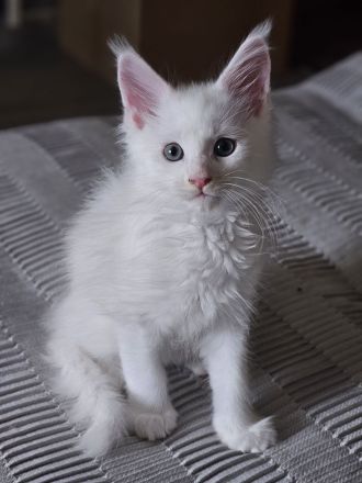 Wunderschöne Mainecoon kitten xxl Abgabebereit