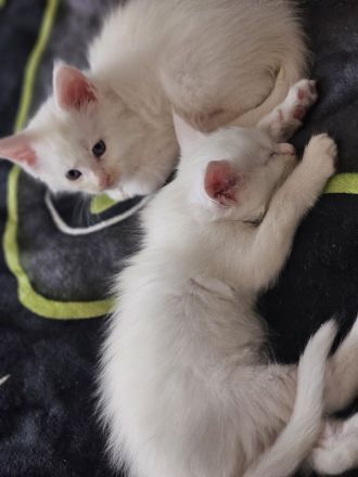 Wunderschöne Mainecoon kitten xxl