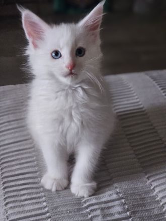 Wunderschöne Mainecoon kitten xxl Abgabebereit