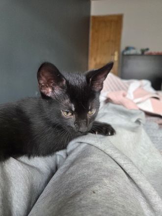 Babykatzen