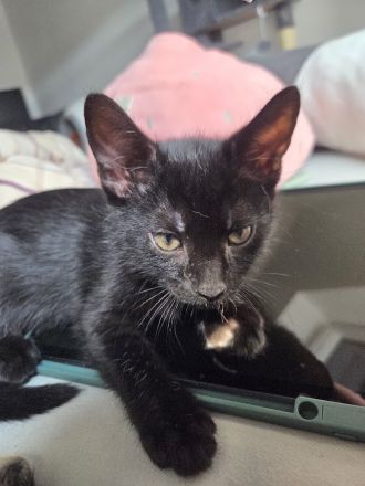 Babykatzen