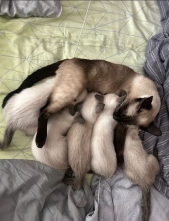 Liebevolles Siamkatzen-Weibchen sucht ein neues Zuhause 🐾