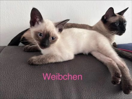 Liebevolles Siamkatzen-Weibchen sucht ein neues Zuhause 🐾