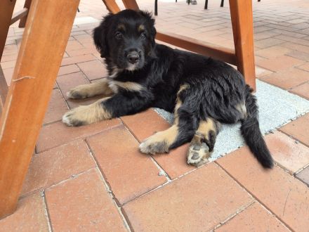 Wäller Welpen zwischen Briard und Australien Shepherd