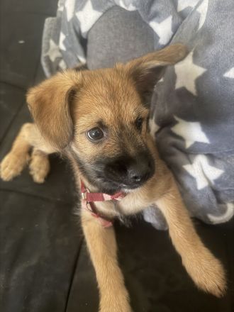 Elsa sucht ein schönes zu Hause