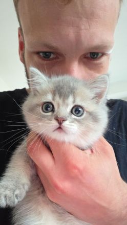 Wunderschöne BKH- BLH-Kitten suchen ein liebevolles Zuhause