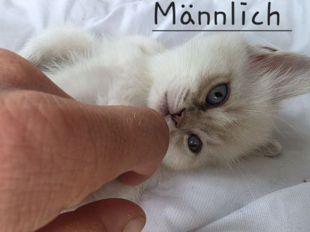 Wunderschöne BKH- BLH-Kitten suchen ein liebevolles Zuhause