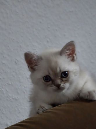Wunderschöne BKH- BLH-Kitten suchen ein liebevolles Zuhause