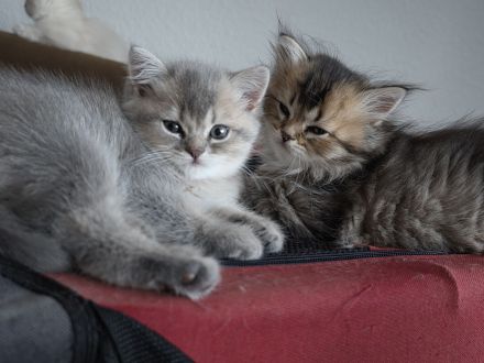 Wunderschöne BKH- BLH-Kitten suchen ein liebevolles Zuhause