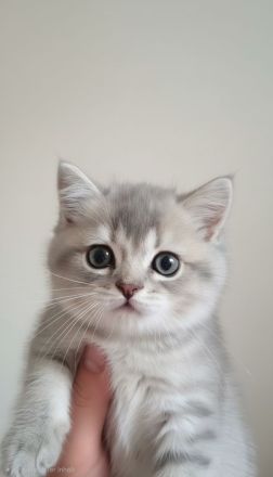 Wunderschöne BKH- BLH-Kitten suchen ein liebevolles Zuhause