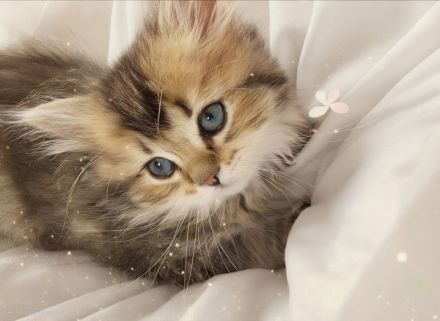Wunderschöne BKH- BLH-Kitten suchen ein liebevolles Zuhause