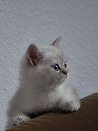 Wunderschöne BKH- BLH-Kitten suchen ein liebevolles Zuhause