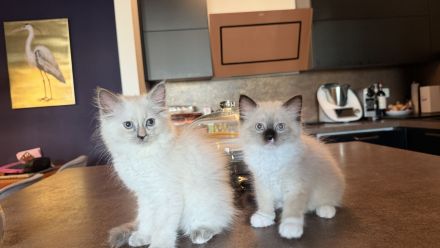 Letztes!! Ragdollkitten