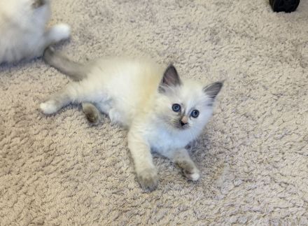 Letztes!! Ragdollkitten