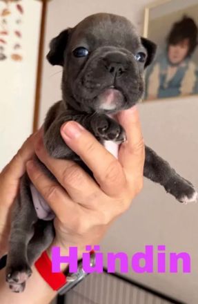 Französische Bulldoggen mit Nase