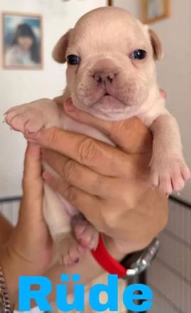 Französische Bulldoggen mit Nase