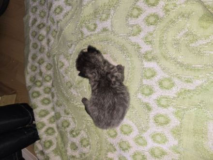 Kitten abzugeben