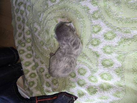 Kitten abzugeben