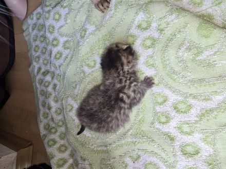 Kitten abzugeben