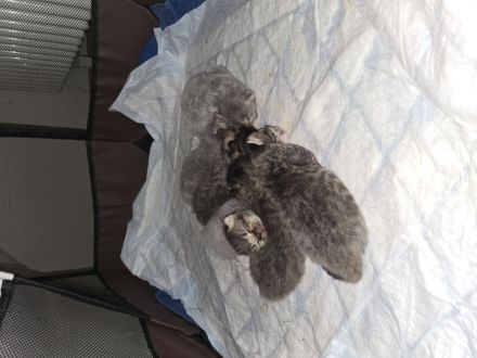 Kitten abzugeben