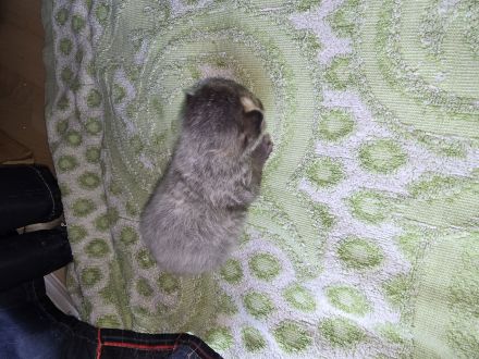 Kitten abzugeben