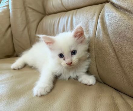 Maine Coon