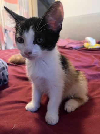 Katzenbabys/Kitten