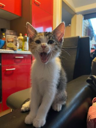Katzenbabys/Kitten