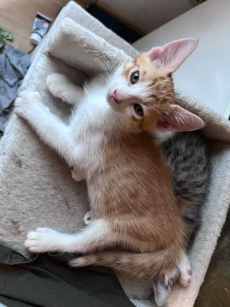 Katzenbabys/Kitten