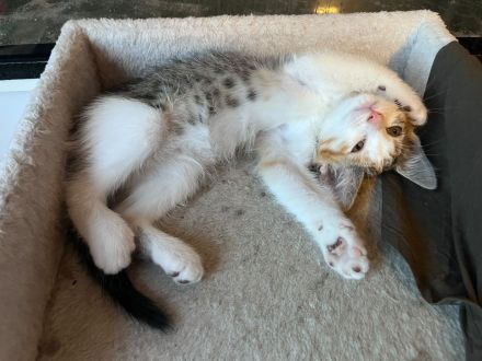 Katzenbabys/Kitten