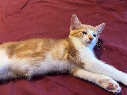 Katzenbabys/Kitten
