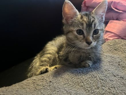 Katzenbabys/Kitten
