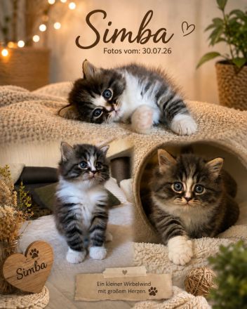 Einzigartiges Ragdoll-BLH Edelmix Kitten