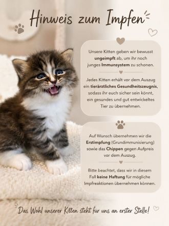 Einzigartiges Ragdoll-BLH Edelmix Kitten