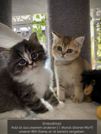 Einzigartiges Ragdoll-BLH Edelmix Kitten