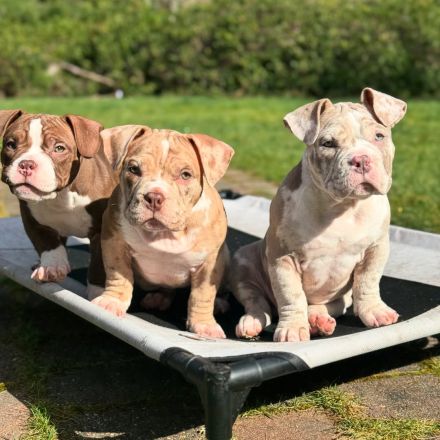 Süß & Exklusiv: American Pocket Bully Welpen mit ABKC-Ahnentafel abgabebereit!