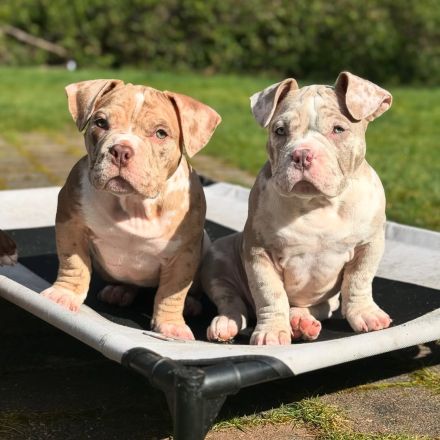 Süß & Exklusiv: American Pocket Bully Welpen mit ABKC-Ahnentafel abgabebereit!